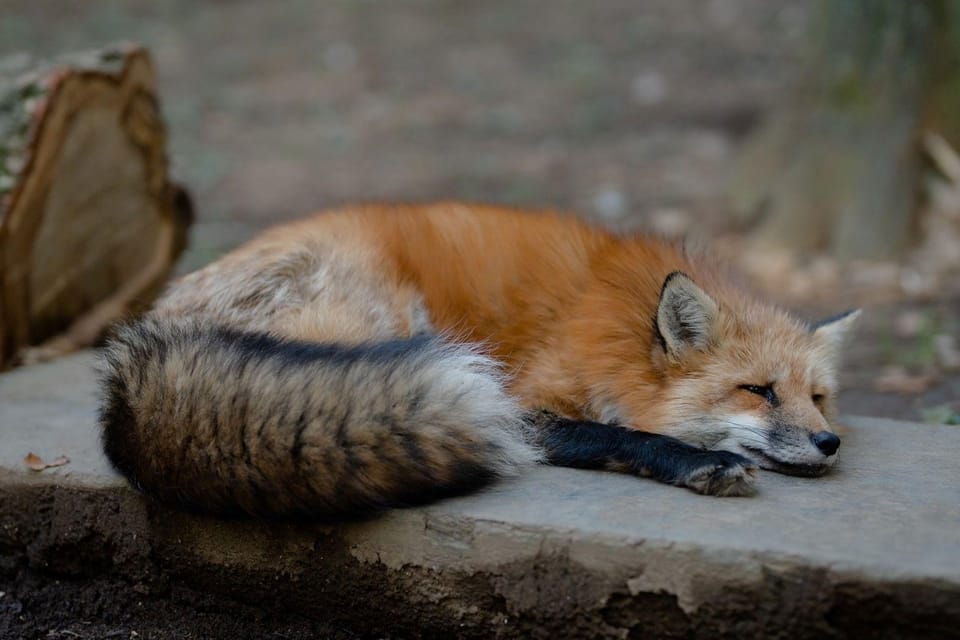 Zao Fox Village 1DAY Bus Tour With Strawberry Picking - Inclusions and Exclusions