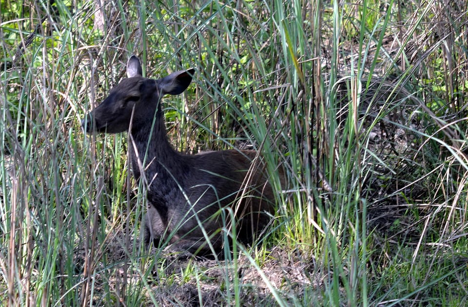 3-Day Chitwan National Park Jungle Safari Tour Kathmandu: - Key Points