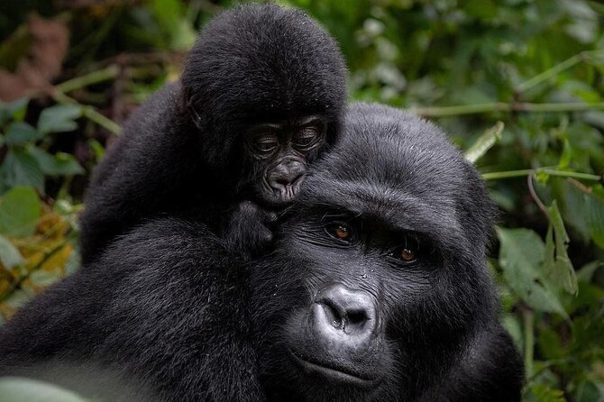 3 Days Gorilla Trekking Safari Tour in Uganda - Good To Know