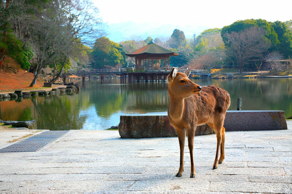 3 Days Private Osaka Kyoto and Nara Tour With English Driver - Key Points