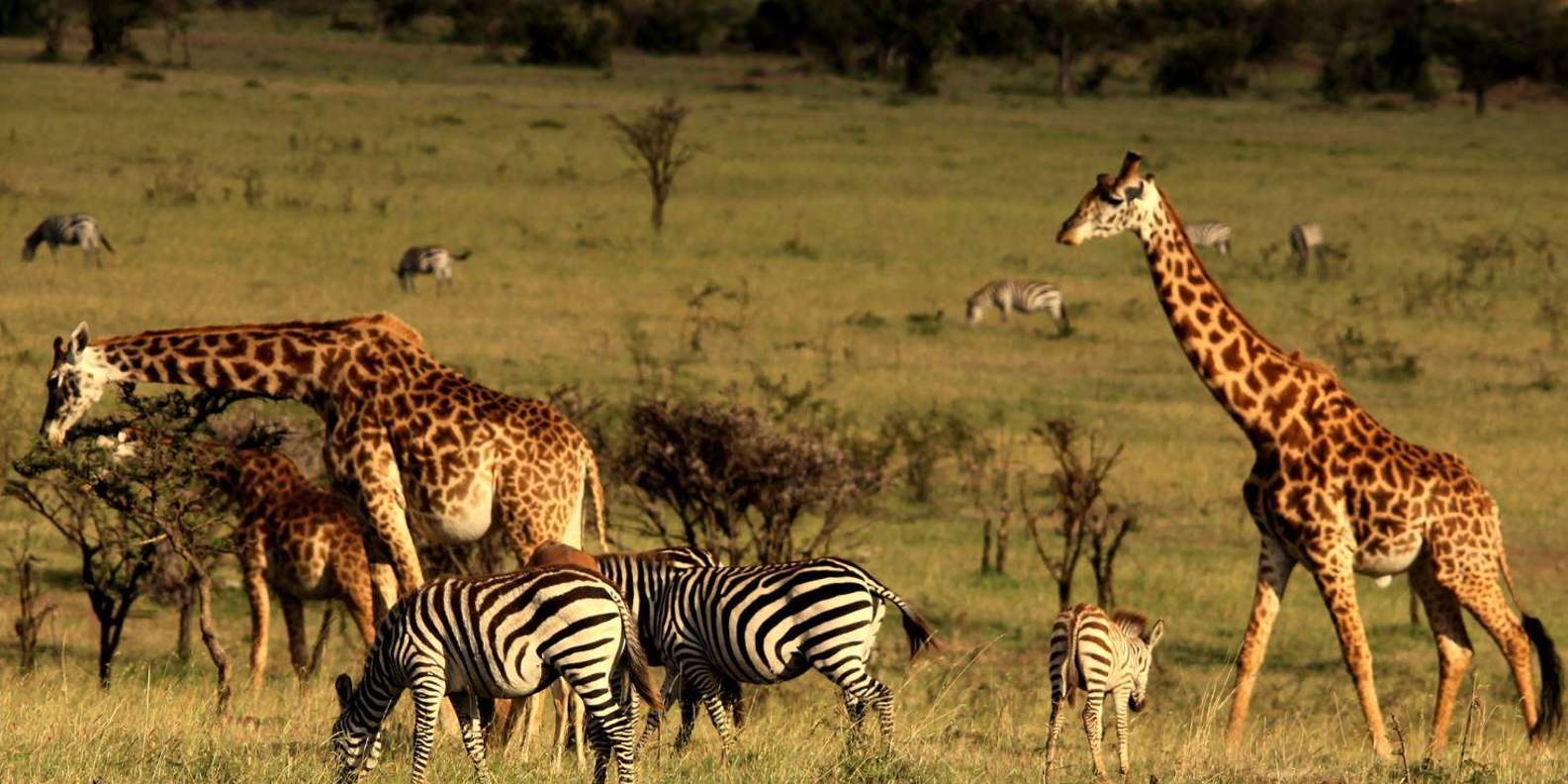 10 Day Safari - Johannesburg to Cape Town via Garden Route - Safaris and Wildlife Viewing