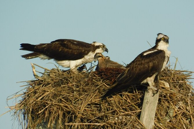 2-Hour Sunset Safari Eco Cruise From Cape May - Cruise Accessibility Features