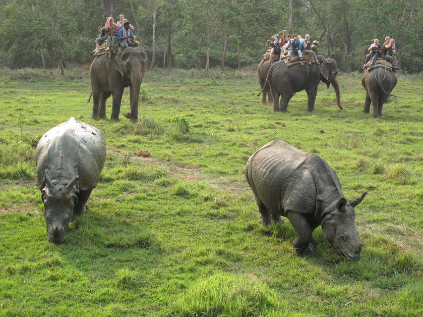 2 Nights 3 Days Chitwan Jungle Safari Package All Inclusive - Inclusions and Amenities