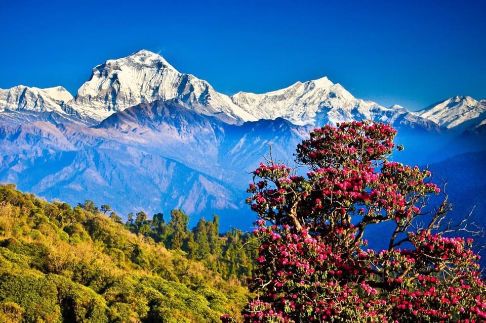 3 Day Ghorepani Poonhill Private Trek Pokhara - Pricing Information