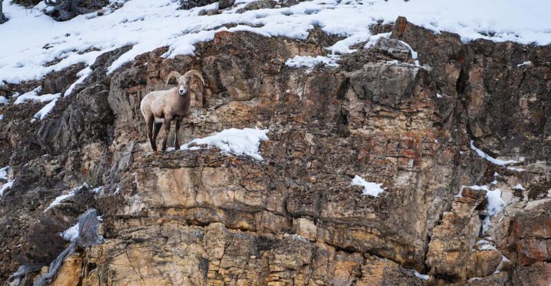 3 Day Wildlife Photography Tour in Yellowstone National Park - Photography Instruction