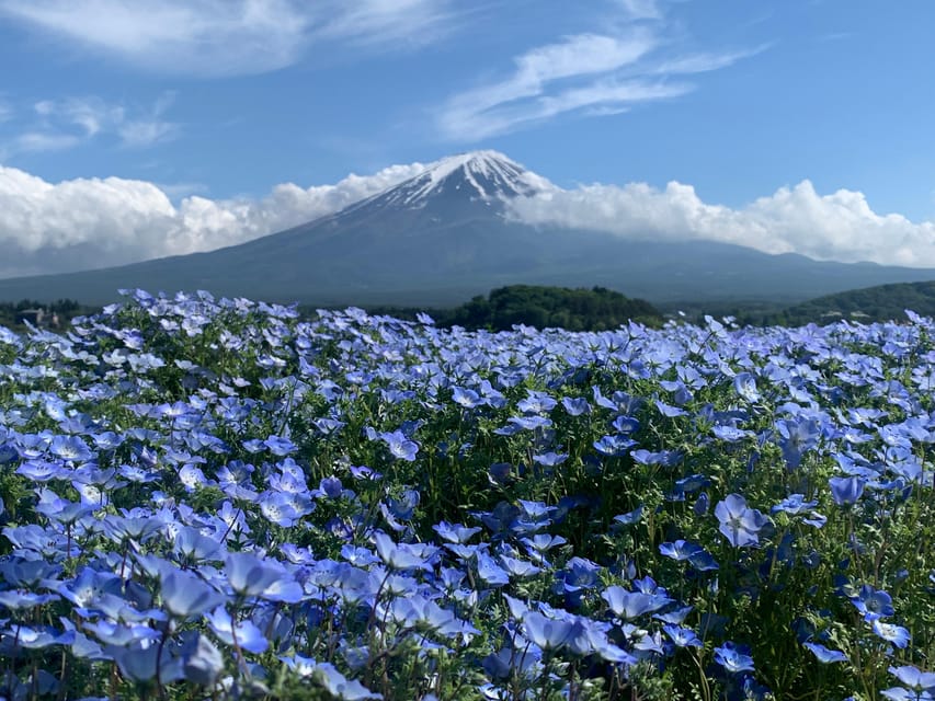 3 Days Fantastic Attractions Tour Tokyo+Nikko+Mt.Fuji Ect - Day 2: Nikko Sightseeing