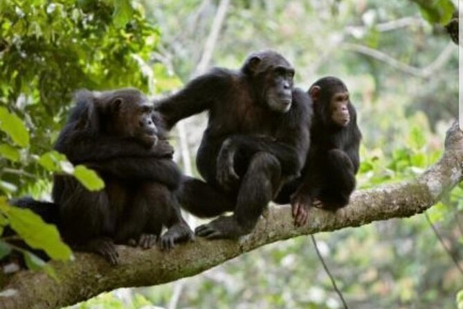 3 Days Gorilla Trekking Safari Tour in Uganda - Day 2 Adventures