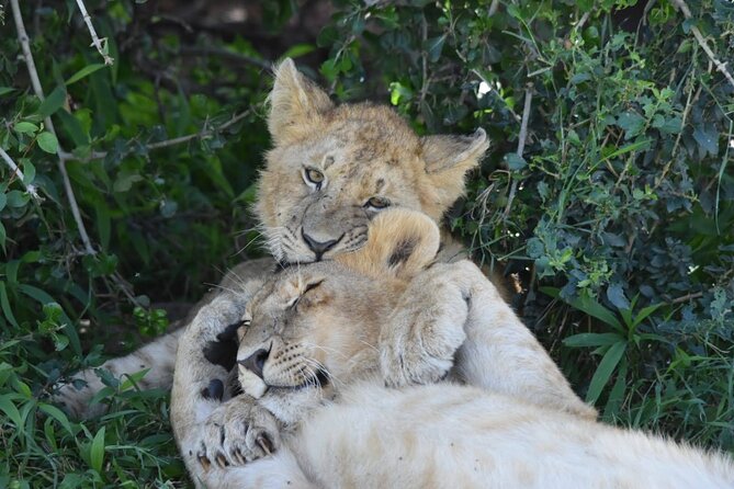 3 Days Masai Mara Camping Safari - Inclusions