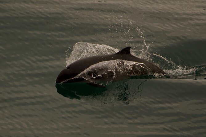 3-Hour Sea Kayak Tour in the San Juan Islands - Wildlife Spotting Opportunities