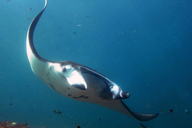 4 Spots Snorkeling Tour With Manta Rays in Nusa Penida - Meeting and Pickup Details