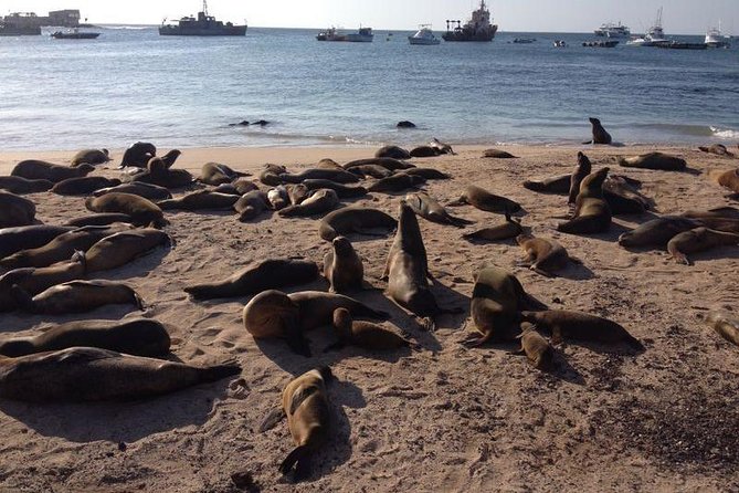 8-Day Galapagos Island Hopping Superior: Kicker Rock, Los Tuneles, Local Flight - Tour Highlights
