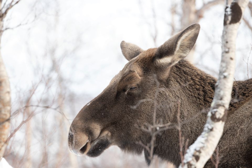 Abisko: Wilderness Snowshoe Hike - Meeting Points and Pickup