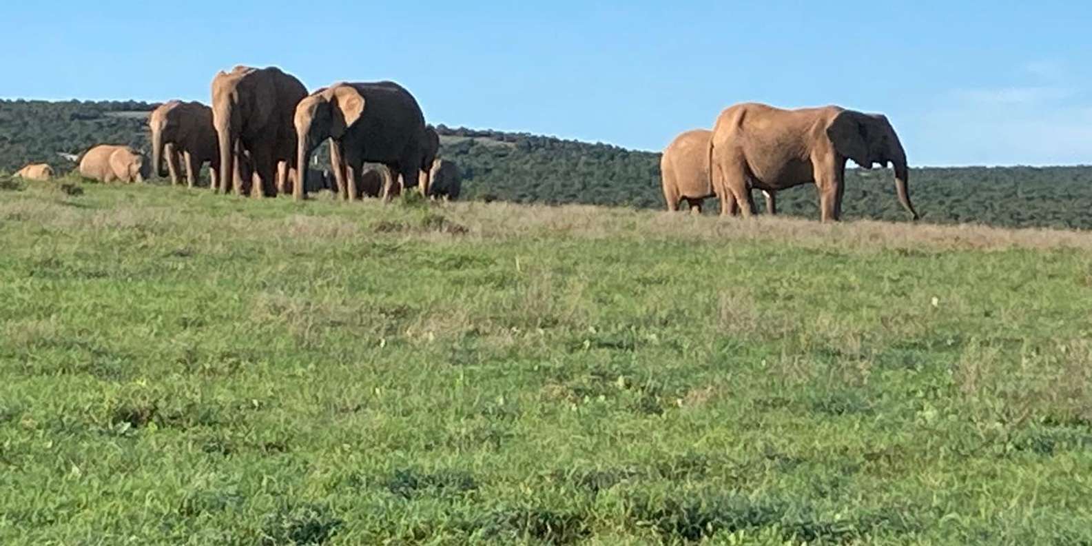 Addo Elephant Park: Full Day Safari / Shore Excursions - Itinerary and Transport Details