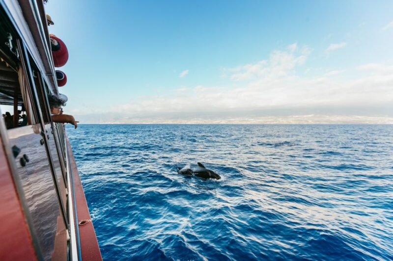 Adeje: Whale and Dolphin Watching With Lunch and Swimming - Itinerary and Tour Highlights