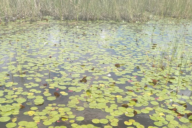 Air Boat Tour of Palm Beach in The Swamp Monster - Customer Reviews Highlights