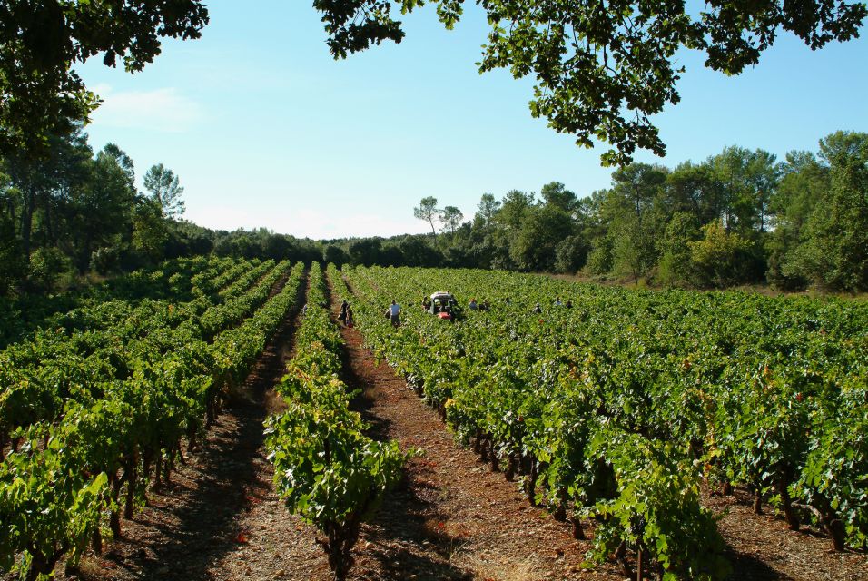 Aix-En-Provence: Half Day Wine Tour in Coteaux D'aix - Tour Inclusions