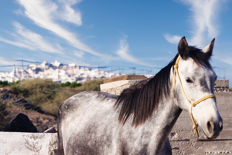 Akrotiri: Guided Horseback Riding Day Trip to a Beach - Inclusions and Options