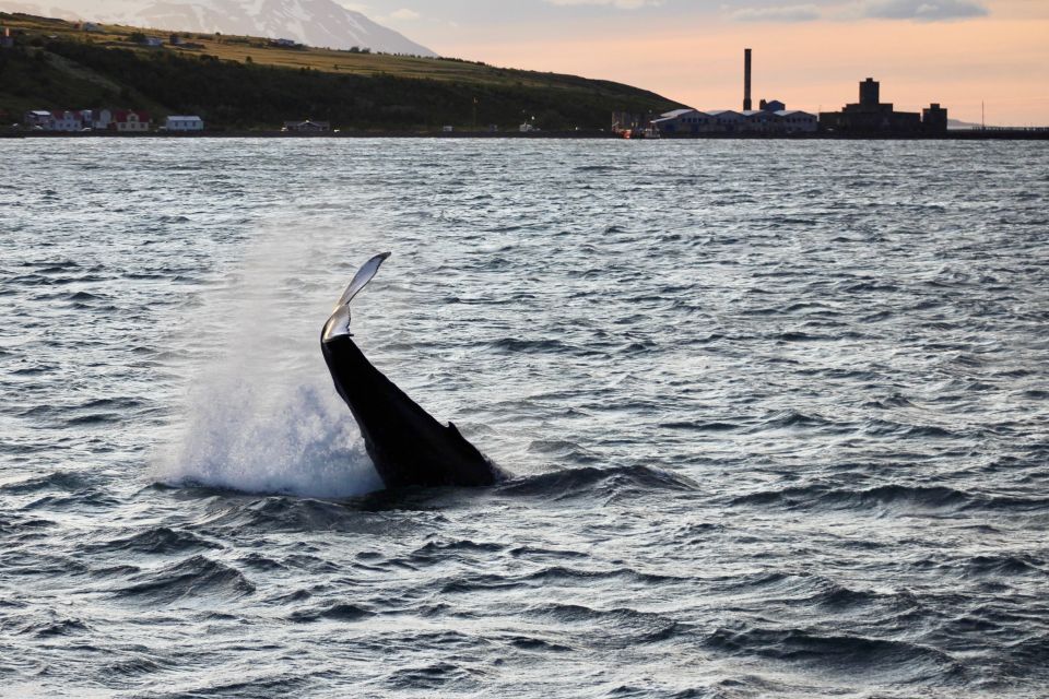 Akureyri: Whale Watching in the Midnight Sun - Wildlife Observation Highlights