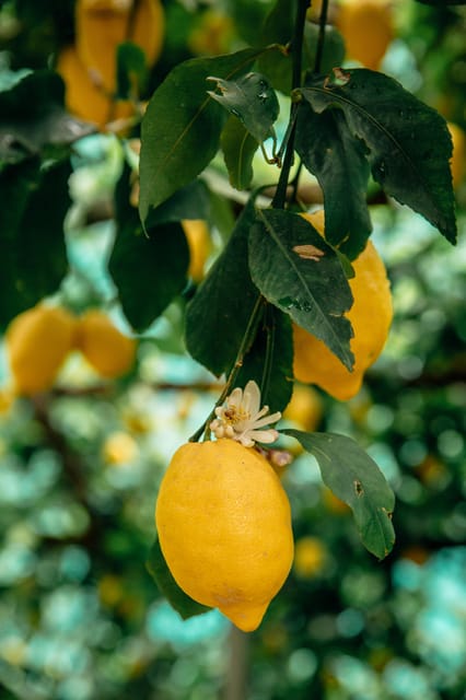Amalfi: Vertical Lemon Farm Tour, Tastings, and Rural Museum - Lemon Farming History