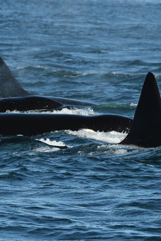 Anacortes: Whale Watching Adventure Tour - Itinerary Details