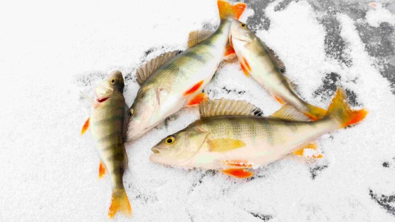 Arctic Ice Fishing by Snowshoe - Detailed Itinerary