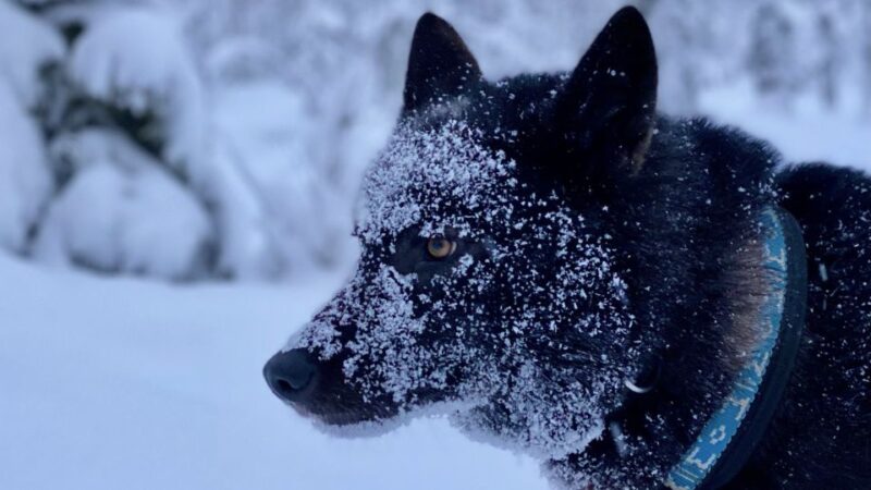 Arctic Wolf Extreme - Private Tour - What to Bring