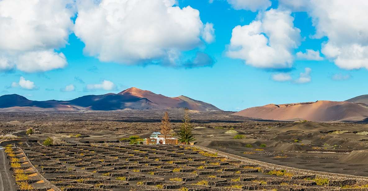 Arrecife: Timanfaya and Green Lagoon for Cruise Passengers - Discovering La Geria Wine Region