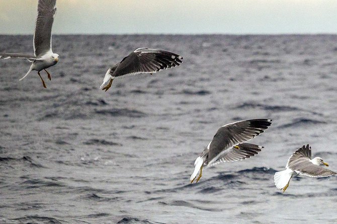 Azores Marine Birdwatching Expedition - Research and Data Collection