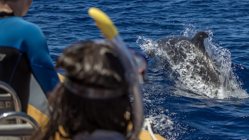 Azores: Swim With Dolphins Atlantic Experience - Scenic Drives