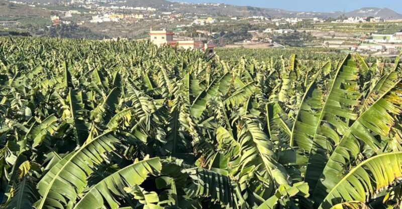 Banana, Wines & Rum Taste - Premium Tour in Gran Canaria - Rum Distillery Experience