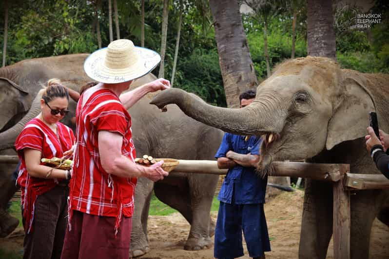 Bangkok Elephant Park: Half-Day Elephant Care - Elephant Engagement Activities