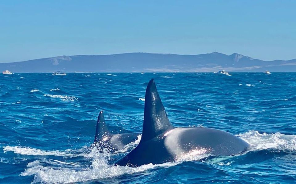 Barbate: Dolphin and Whale Watching in Cape Trafalgar - Additional Information