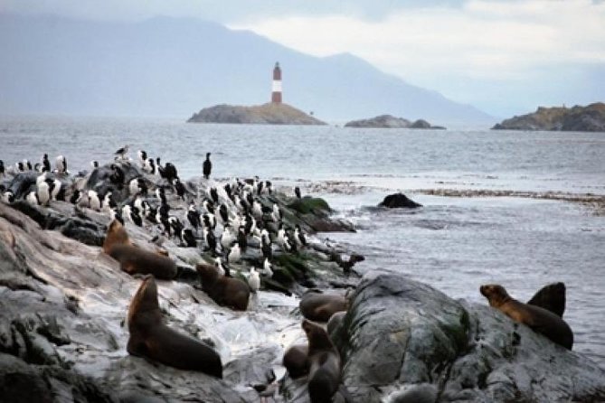 Beagle Channel Navigation Penguin Colony - Tour Details