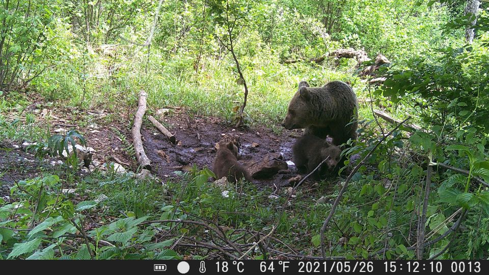 Bear Watching Slovenia With Ranger and Local Guide - Meet Your Guide