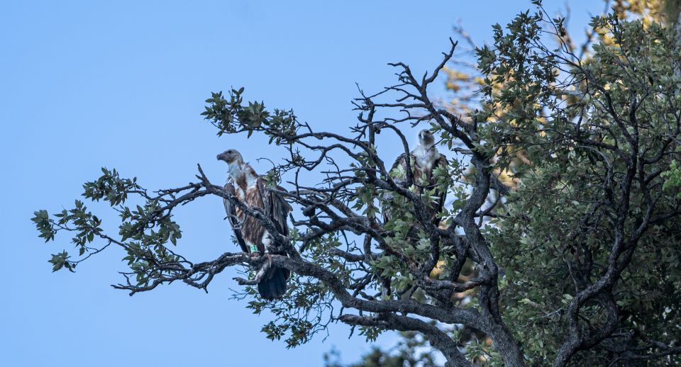 Beli - Griffon Vultures Bird Watching Boat Trip - Experience Highlights