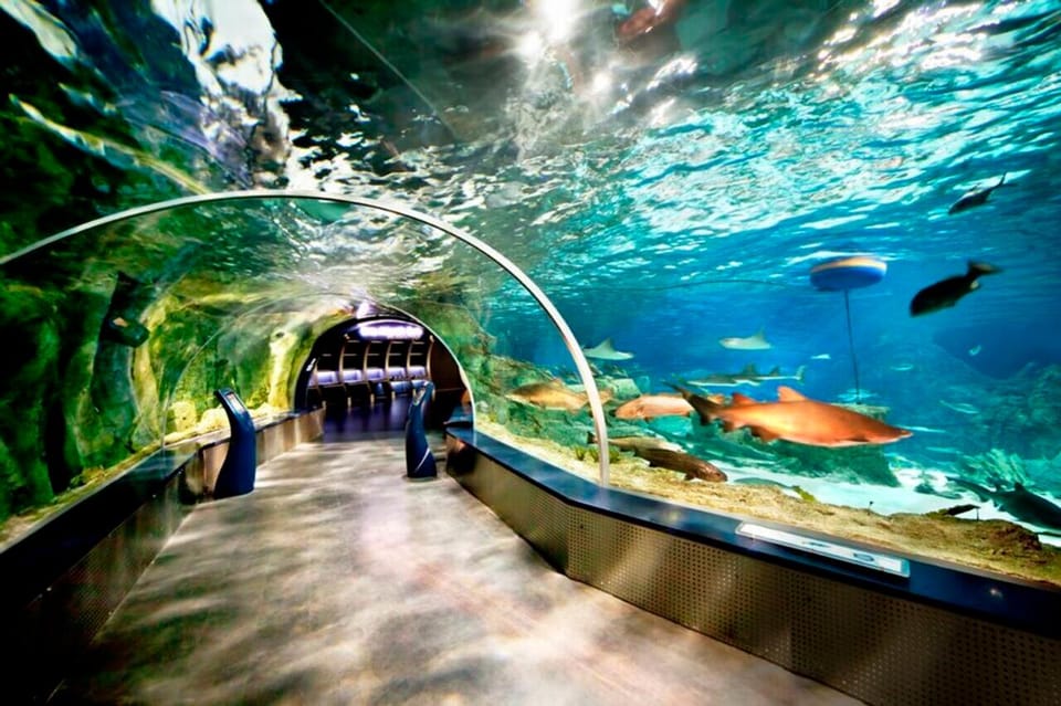 Best of Istanbul Aquarium Tour With Ticket & Hotel Transfer - Aquarium Features