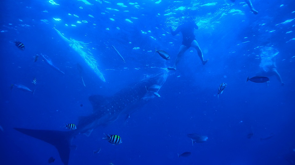 Bicol Philippines: Donsol Sorsogon Whale Shark Interaction - Frequently Asked Questions