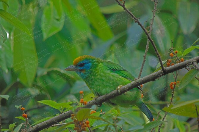 Bird Watching Tours in Sinharaja Rain Forest - Accessibility Features