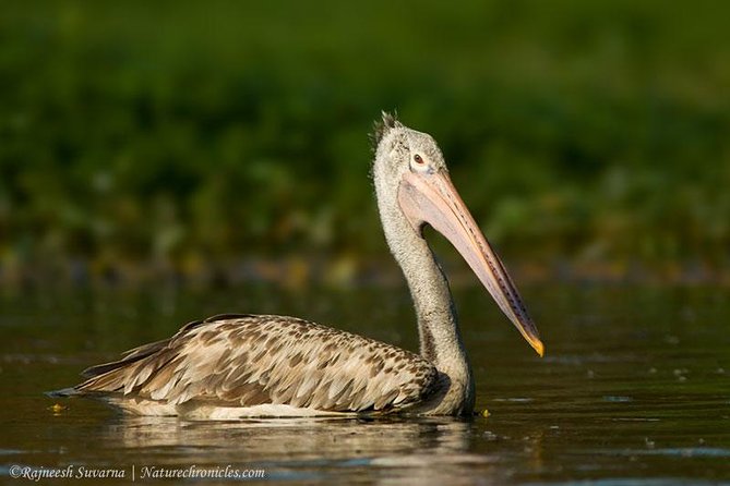 Birding & Bird Photography Tour in Bangalore - Accessibility and Participant Information