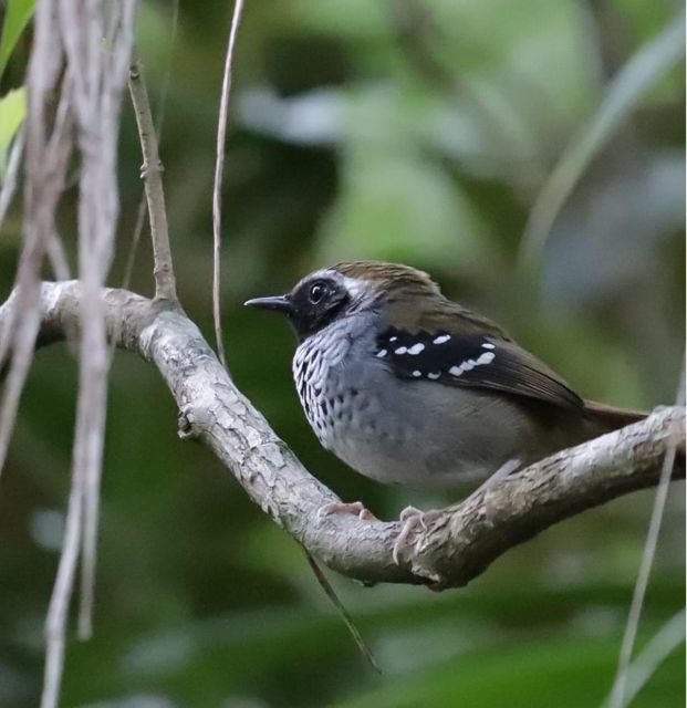 Birdtour + Onça Cachoeira - Birdwatching Experience