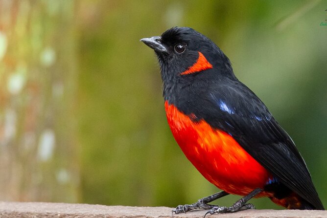 Birdwatching Day in Chingaza and Hummingbird Observatory - Inclusions and Provided Amenities