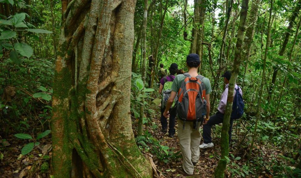 Birdwatching Day Tour at Chicaque Natural Park - Birdwatching Highlights