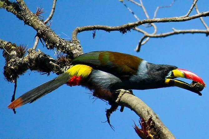 Birdwatching Tour in Cajas National Park From Cuenca - Birdwatching Opportunities