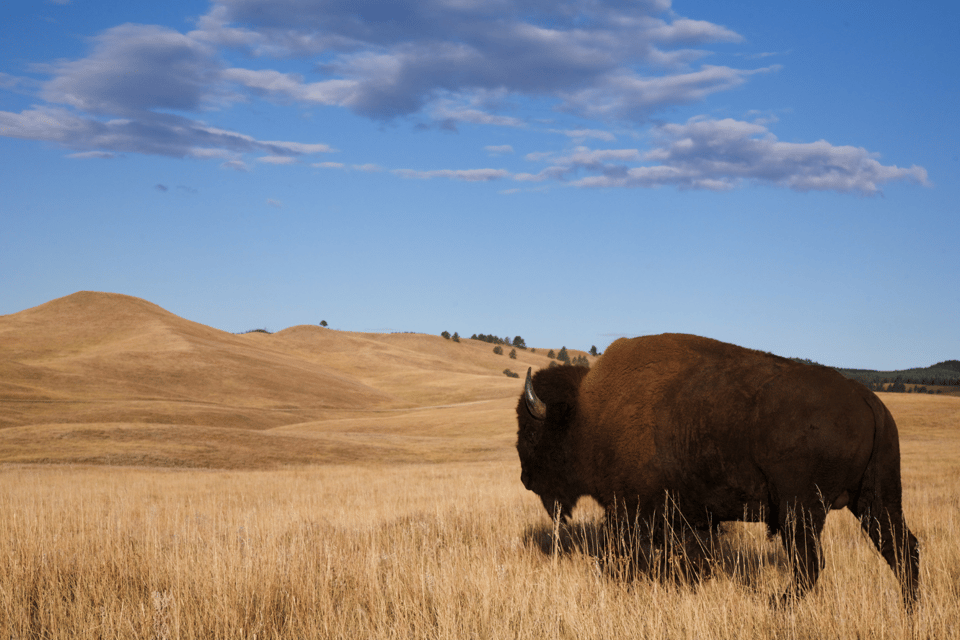 Black Hills to Mount Rushmore: Scenic Driving Tour - Support and Additional Details