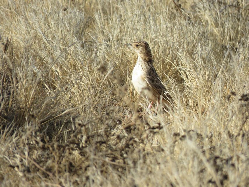 Boa Vista: Bird Watch Expedition in Natural Environment - Exploring Protected Areas