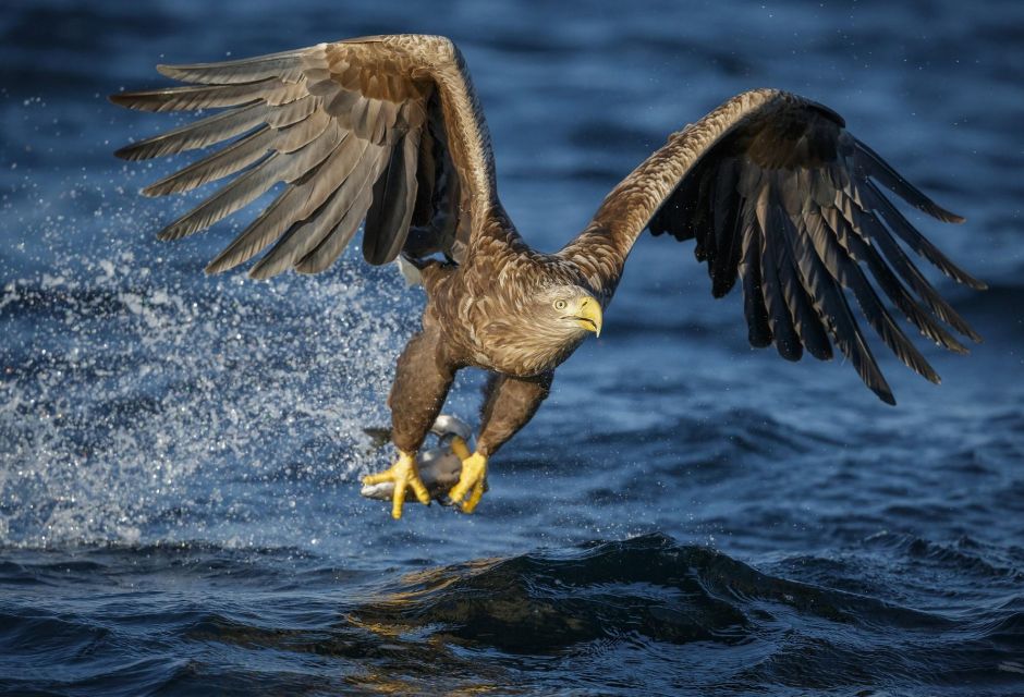 Bodø: Saltstraumen Sea Eagle Trip by RIB - Inclusions and Requirements