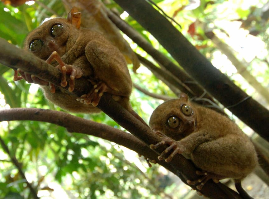 Bohol: Choco Tour With Loboc River Lunch Buffet (Private) - Exploring Chocolate Hills