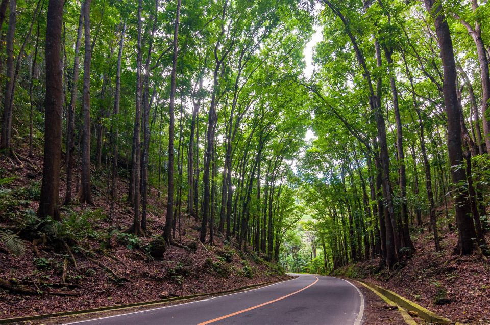 Bohol: Countryside Tour With Loboc (Buffet Lunch) - Inclusions