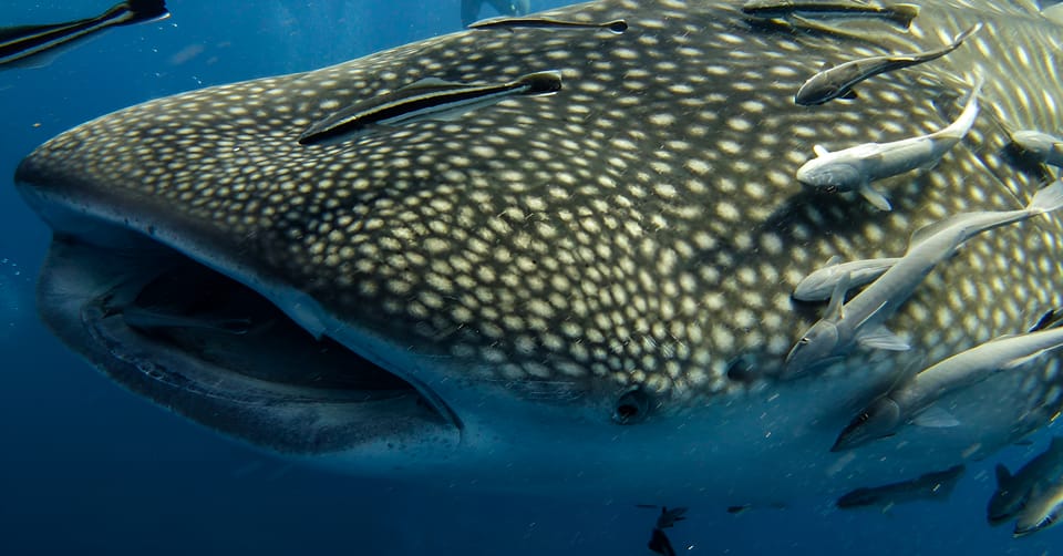 Bohol: Lila Whale Shark Watching - Pickup and Drop-off