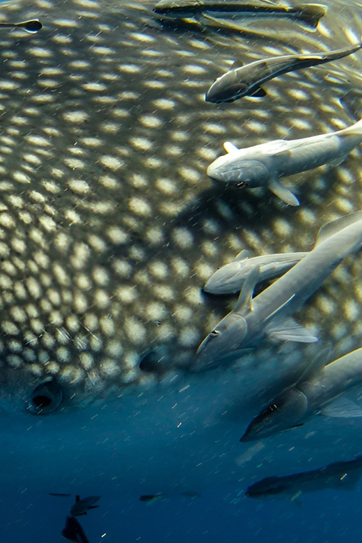 Bohol Whaleshark Experience - Highlights and Activities